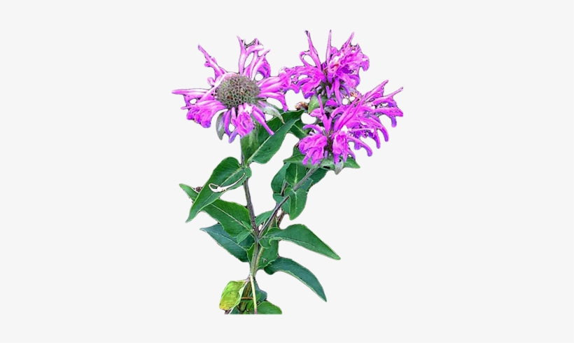 https://bushessentials-cairns.com.au/wp-content/uploads/2020/04/414-4148122_wild-bergamot-monarda-fistulosa-bergamot-flower-png.jpg